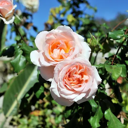 Tsakanos Appartamento