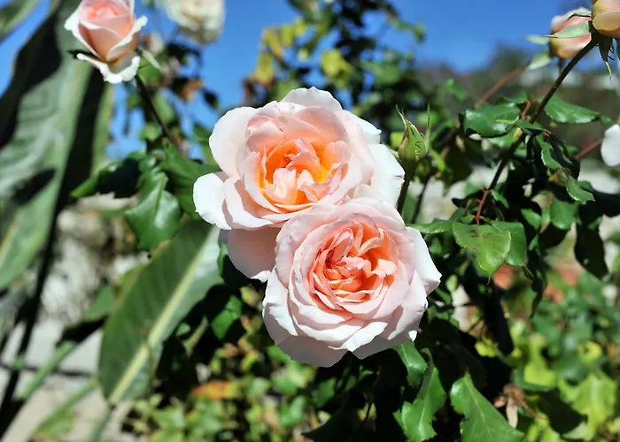 Tsakanos アパート